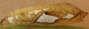 Pupae